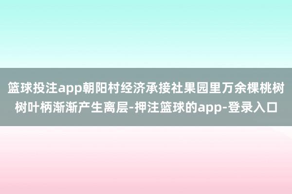 篮球投注app朝阳村经济承接社果园里万余棵桃树树叶柄渐渐产生离层-押注篮球的app-登录入口